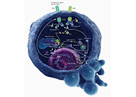 HQL制药、常州隆赛和上海不朽情缘mg官网将共同研新型抗癌药物