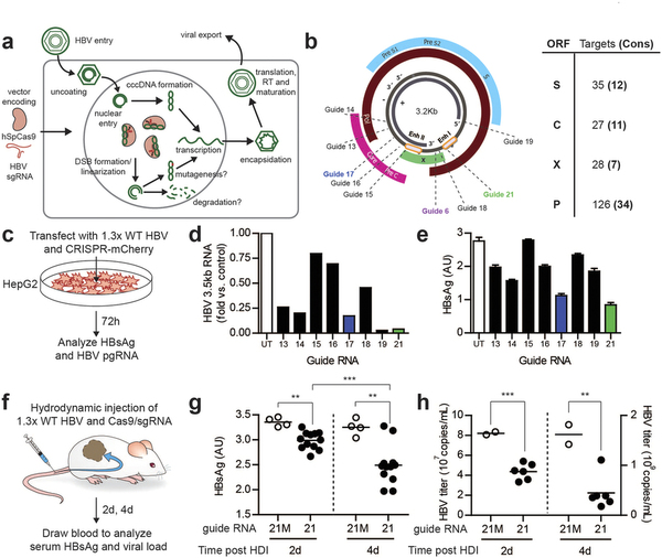 攻克乙肝不是梦，基因编辑靶向“剪切”乙肝病毒