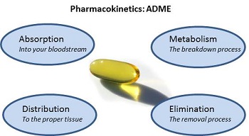 毒代动力学的吸收、分布、代谢、排泄