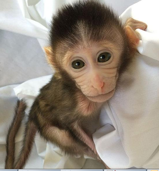 转基因猴成攻克自闭症利剑，首个非人灵长类自闭症模型建立