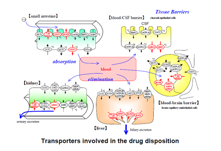 药物转运体在药物吸收、分布、代谢、排泄中的作用