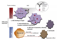 浅析：ADC药物的抗癌之路
