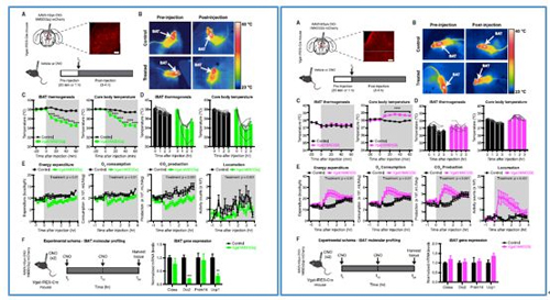 对神经元的激活会减少棕色脂肪产能，减少身体活动，从而抑制能量的消耗；相反，抑制神经元会提高能量的消耗。