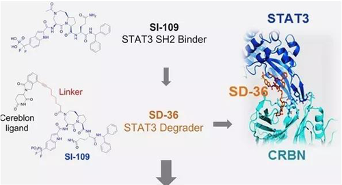结构优化得到的SH2结合分子SI-109与CRBN结合，得到SD-36