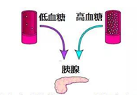 调节血糖稳态，GK负重前行