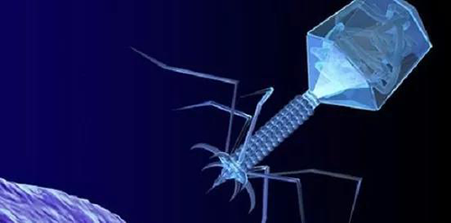 噬菌体疗法、溶瘤病毒，以及构建细胞表达载体的病毒转染因子等都体现出病毒对人类善良温和的一面