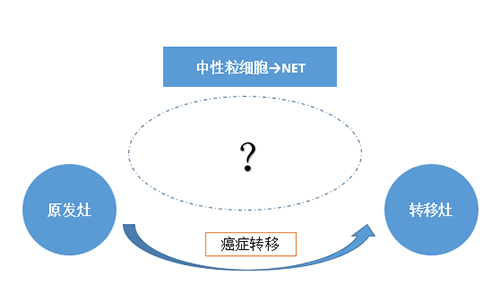 NET可能会通过某些方式“捕获”或“唤醒”癌细胞，从而造成癌细胞的迁移。