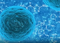 攻克三阴性乳腺癌，蜜蜂毒液竟是关键？