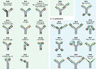 【云回顾】理论、法规、实践，三位一体讲解双抗的生物分析