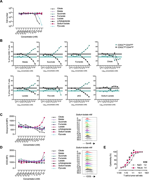中央碳代谢物会改变CD8 + T细胞效应子的分布（来源：e Life）