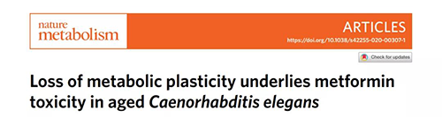 在线虫和人类原代细胞中，当在其寿命晚期提供二甲双胍时，二甲双胍会缩短寿命，这与二甲双胍在年轻生物体中的积极作用相反。