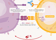 饿了吗？饿一饿原来可以辅助PD-1抑制剂肿瘤免疫治疗