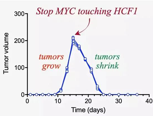可以“融化”肿瘤的蛋白质，你一定没有听说过！