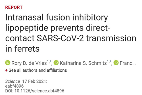 Science速递|鼻喷雾剂可阻止新冠肺炎传播，在雪貂实验中已初获成效