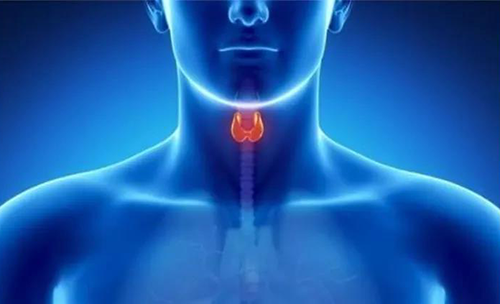 Science速递 | 揭开甲状腺的神秘面纱，开启代谢药物新征程