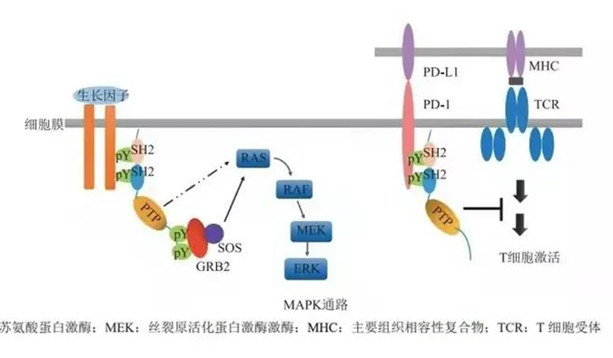 晚期恶性肿瘤患者的福音！不朽情缘mg官网助力凌达生物SHP2变构抑制剂RG001片获批临床