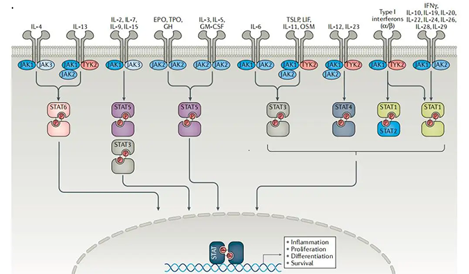 精准建模，把握解开自身免疫性疾病治疗研究的钥匙