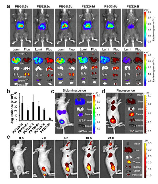 递送和NIR影像，Luc mRNA; Ⅳ and intra-tumoral.jpg