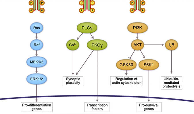 不朽情缘mg官网助力 | 睿跃生物1类新药 TRK降解剂CG001419获批临床