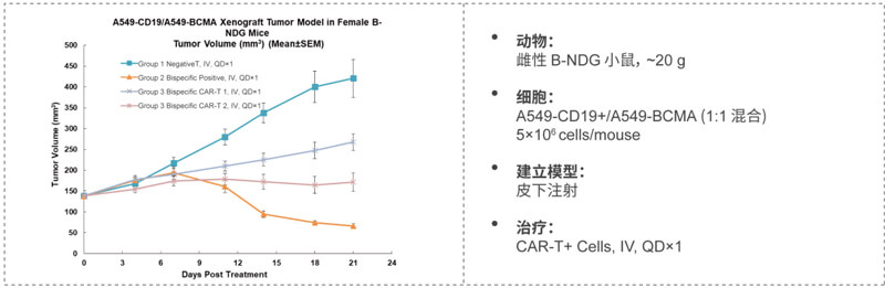 双特异性CAR-T药效研究：CD19-BCMA.jpg