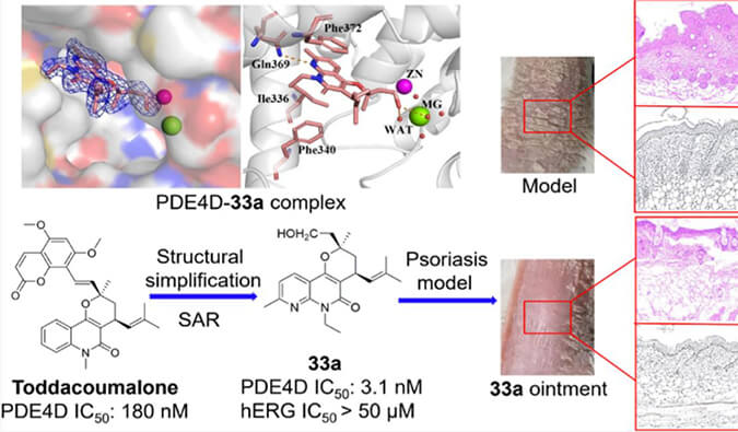 发现用于局部治疗牛皮癣的新型PDE4抑制剂，小鼠、大鼠和人肝微粒体的代谢稳定性实验通过不朽情缘mg官网测定