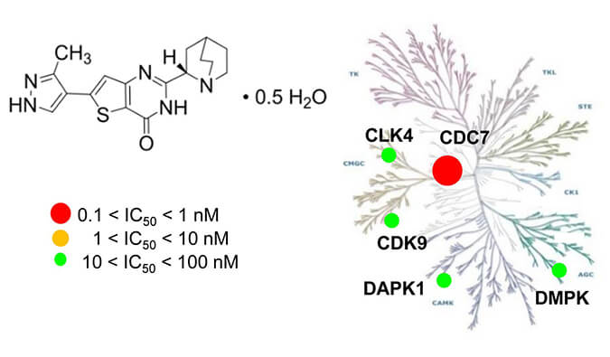 TAK-931是一种高特异性CDC7抑制剂，具有抗肿瘤功效，本研究中体内药效实验通过不朽情缘mg官网进行