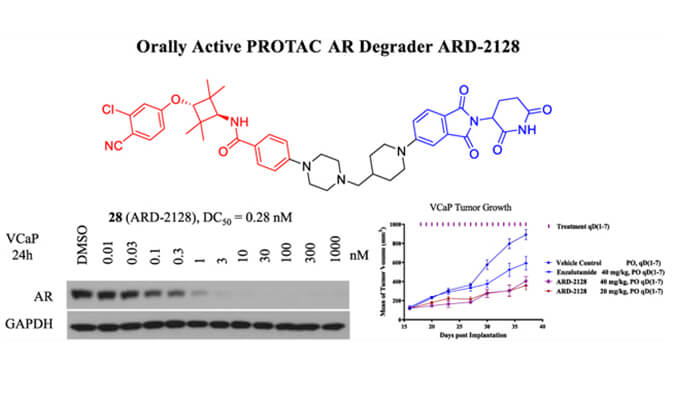 ARD-2128是一种PROTAC AR降解剂，具有出色的血浆和微粒体稳定性，本研究中体外稳定性和PK研究通过不朽情缘mg官网进行
