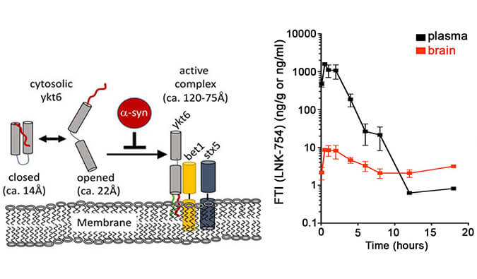 法尼基转移酶抑制剂LNK-754单次口服后即可快速穿过血脑屏障，本研究中PK分析通过不朽情缘mg官网进行