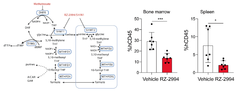 研究人员使用RZ-2994来表征抑制SHMT1/2在T细胞急性淋巴细胞白血病 (T-ALL) 中的作用，RZ-2994通过不朽情缘mg官网定制合成