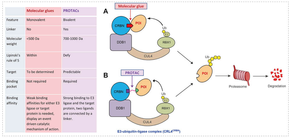 3-通过泛素-(Ub)-蛋白酶体系统降解目标蛋白-(POI)-示意图：分子胶(A)；PROTAC-(B).jpg