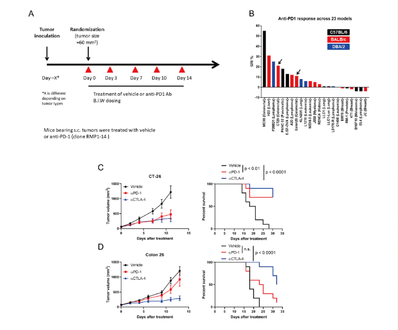免疫检查点阻断疗法改变了癌症治疗的范式，此研究中通过不朽情缘mg官网在23 个同源肿瘤模型中进行了抗PD-1抗体的体内研究