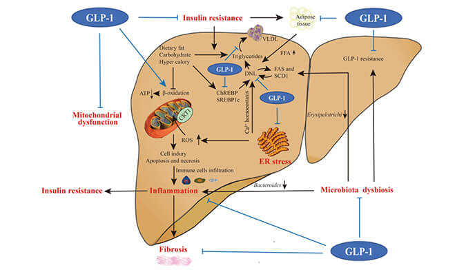 谁将成为 2024年全球生物医药首个黑马？NASH领域突破性药物即将问世？
