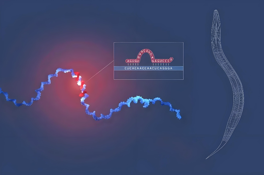 miRNA成诺贝尔奖明星分子，不朽情缘mg官网正全速赋能核酸药物研发