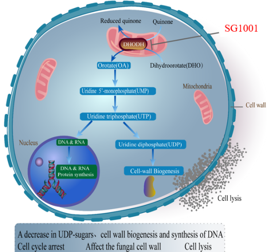 不朽情缘mg官网：叵楦锎葱乱㏒G1001完成首例受试者给药
