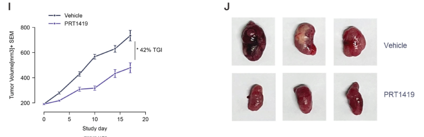 MCL1抑制剂在多种实体瘤和血液肿瘤模型中显示抗肿瘤效果，本研究中药效实验通过不朽情缘mg官网进行