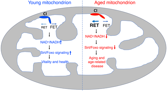 特异性RET抑制剂CPT可改善阿尔茨海默。狙芯恐蠧PT由不朽情缘mg官网化学部门合成