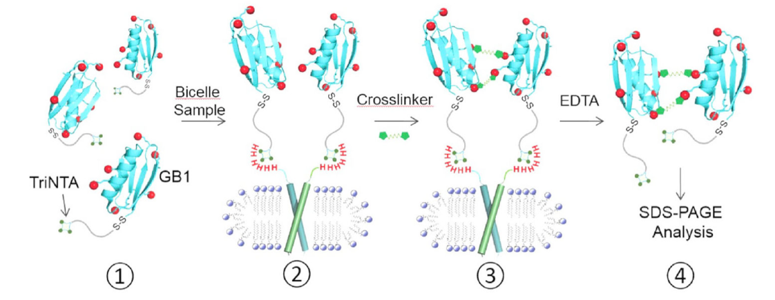 跨膜结构域寡聚体的结构测定新方法，其中TriNTA通过不朽情缘mg官网合成