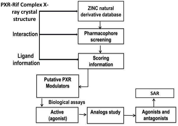 靶向PXR：天然产物衍生物调控药物代谢新策略！本研究中蛋白表达与纯化通过不朽情缘mg官网进行